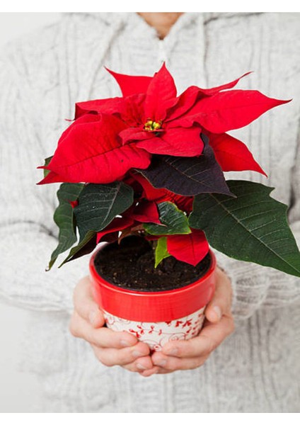 Videolu Atatürk Çiçeği Canlı Yapraklı (30 40 Cm)1 Adet Saksılı Çiçekli Bodur Bitki Poinsettia fırsatları