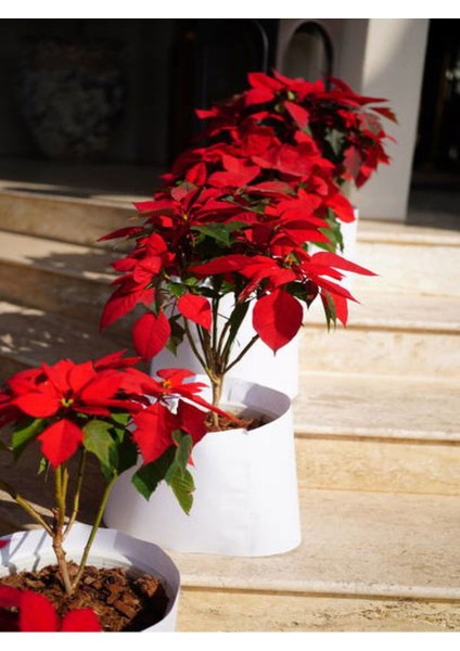 Videolu Atatürk Çiçeği (40 50 Cm)1 Adet Saksılı Çiçekli Bodur Bitki Poinsettia