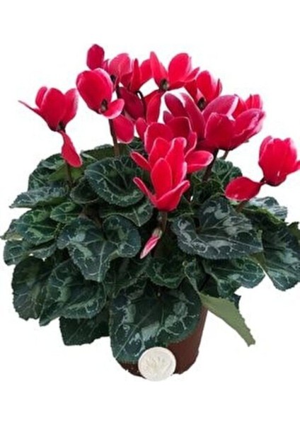 Canlı Sıklamen Kırmızı Rengi Büyük Boy Hediyelik Bitki
