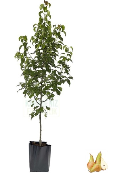 Carmen Armut Tüplü Fidan