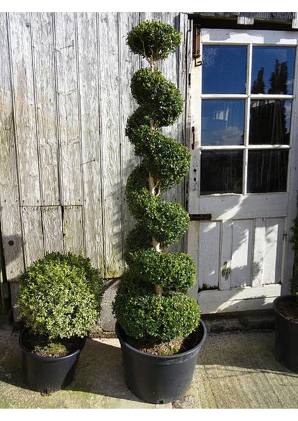 Videolu Çalı Şimşir Peyzaj Bitkisi (30 40CM) 1 Adet Saksılı Dış Mekan Buxus Sempervirens