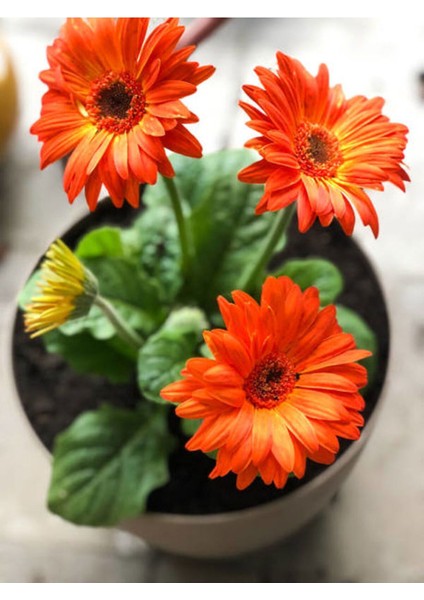 Videolu Bodrum Papatyası Turuncu Renkli (30 35 Cm)1 Adet Saksılı Gazina Bitkisi Osteospermum