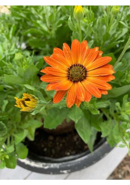 Videolu Bodrum Papatyası Turuncu Renkli (30 35 Cm)1 Adet Saksılı Gazina Bitkisi Osteospermum modelleri