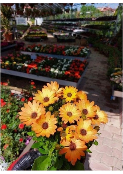 Videolu Bodrum Papatyası Turuncu Renkli (30 35 Cm)1 Adet Saksılı Gazina Bitkisi Osteospermum fırsatları