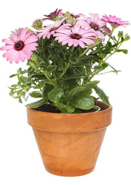 Videolu Bodrum Papatyası Pembe Renkli(20 35 Cm) 1 Adet Saksılı Begonia Semperflorens