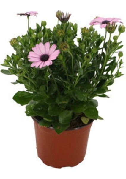 Videolu Bodrum Papatyası Pembe Renkli(20 35 Cm) 1 Adet Saksılı Begonia Semperflorens