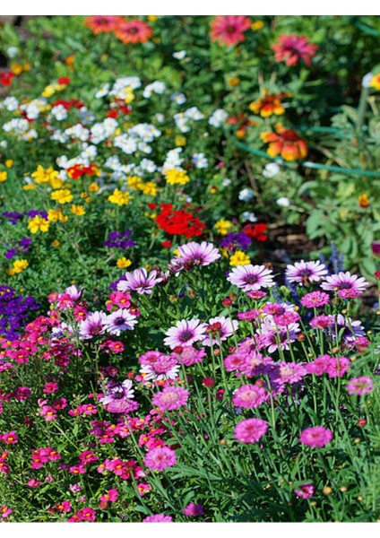 Videolu Bodrum Papatyası Pembe Renkli(20 35 Cm) 1 Adet Saksılı Begonia Semperflorens