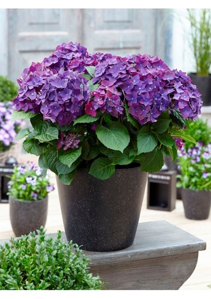 Videolu Eflatun Ortanca Çiçeği (30-50CM)1 Adet Saksılı /tüplü Çiçekli Bodur Bitki Rhododendron