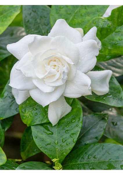 Videolu 1 Adet Mis Kokulu Gardenya Çiçeği Hediyelik 25-40 cm Saksılı Iç Mekan Bitki Gardenia