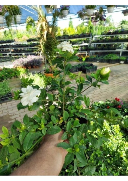 Videolu 1 Adet Mis Kokulu Gardenya Çiçeği Hediyelik 25-40 cm Saksılı Iç Mekan Bitki Gardenia fiyatları