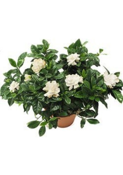 Videolu 1 Adet Mis Kokulu Gardenya Çiçeği Hediyelik 25-40 cm Saksılı Iç Mekan Bitki Gardenia modelleri