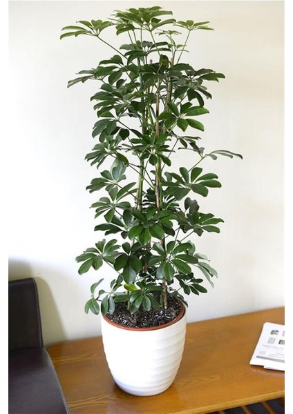 Videolu Yeşil Şeflera Bitkisi (50 80 Cm)1 Adet Saksılı Iç Mekan Bitkisi Schefflera
