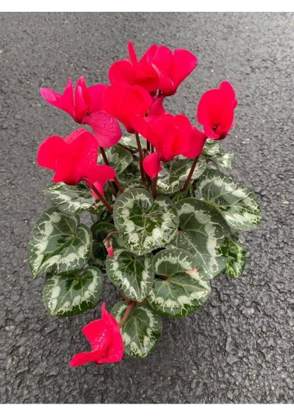 Çok Renkli Geniş Yapraklı Hediyelik Çiçek Ofis Hediyesi fiyatları