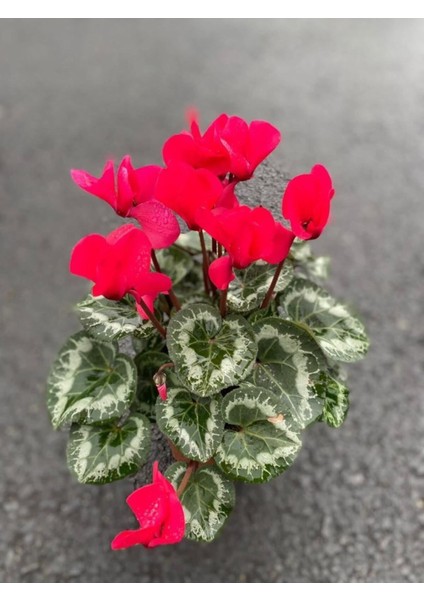 Çok Renkli Geniş Yapraklı Hediyelik Çiçek Ofis Hediyesi modelleri