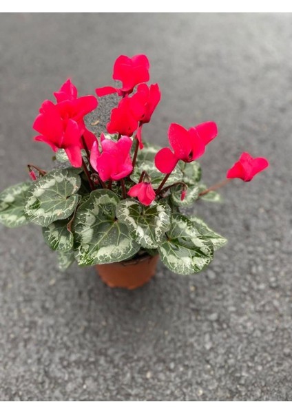 Çok Renkli Geniş Yapraklı Hediyelik Çiçek Ofis Hediyesi fırsatları