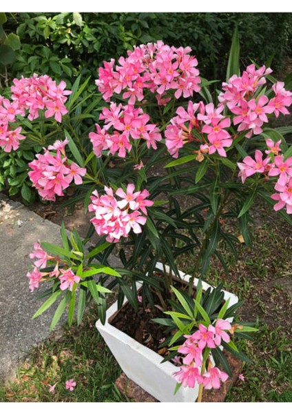 Videolu Zakkum Fidanı (80 100 Cm)3 Adet Tüplü Pembe Çiçekli Dış Mekan Bitkisi Nerium Oleander