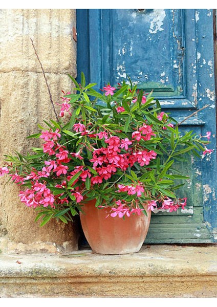 Videolu Zakkum Fidanı (80 100 Cm)3 Adet Tüplü Pembe Çiçekli Dış Mekan Bitkisi Nerium Oleander