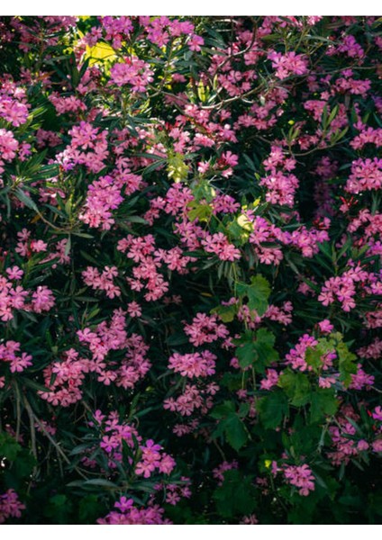 Videolu Zakkum Fidanı (80 100 Cm)3 Adet Tüplü Pembe Çiçekli Dış Mekan Bitkisi Nerium Oleander fırsatları
