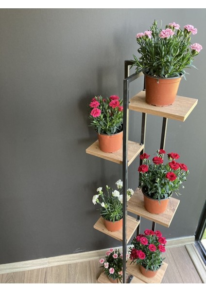 Videolu 6 Renk Kırmızı,beyaz,açık Pembe,koyu Pembe,fuşya,alacalı Karanfil Çiçeği 15-25 cm Tüplü
