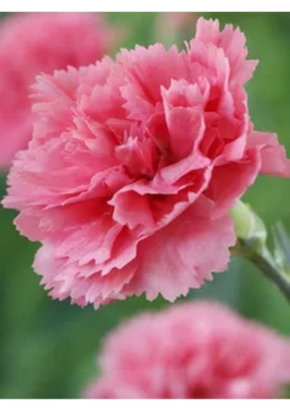 Videolu 6 Renk Kırmızı,beyaz,açık Pembe,koyu Pembe,fuşya,alacalı Karanfil Çiçeği 15-25 cm Tüplü fiyatları