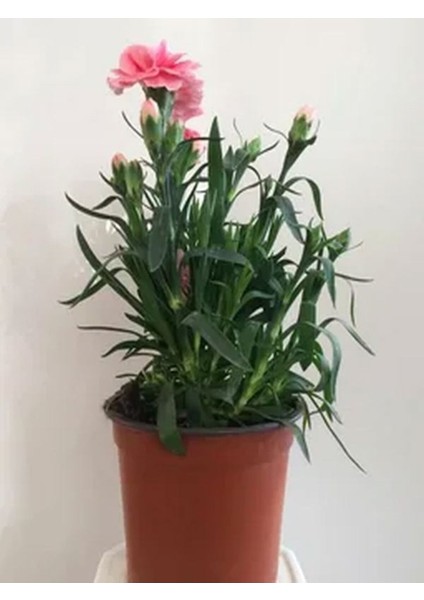 Videolu 6 Renk Kırmızı,beyaz,açık Pembe,koyu Pembe,fuşya,alacalı Karanfil Çiçeği 15-25 cm Tüplü indirimleri