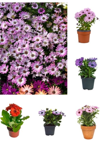 Videolu Bodrum Papatyası 4 Farklı Renkli (20 40 Cm)4 Adet Canlı Bitki Gazania