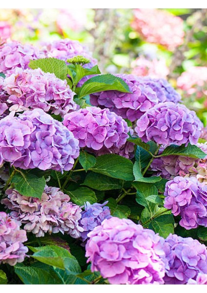 Videolu Eflatun Ortanca Çiçeği (30-50CM)1 Adet Saksılı /tüplü Çiçekli Bodur Bitki Rhododendron modelleri