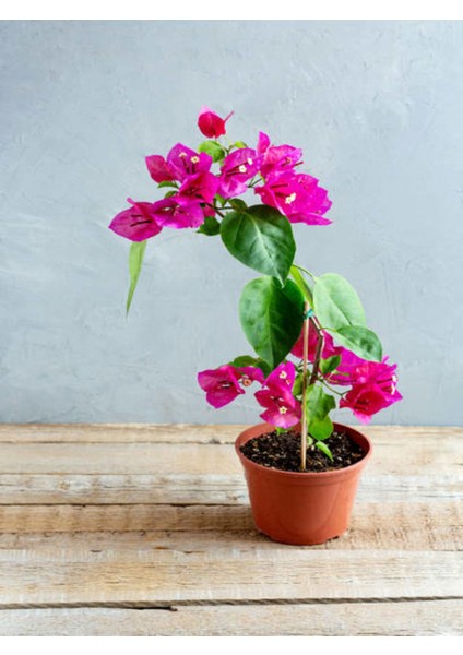 Pembe Bodur Begonvil Bougainvillea 1 ADET 10-15Cm (Ev - Balkon Begonvil)