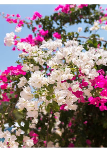 Videolu Çift Renkli Pembe Beyaz Begonvil (40 60 Cm)1 Adet Tüplü Iç/ Dış Mekan Bitki Bougainvillea