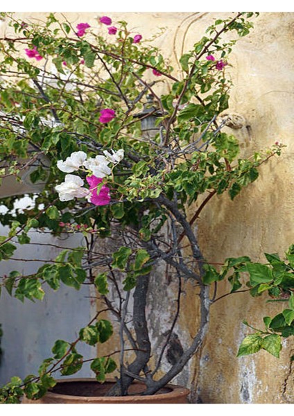 Videolu Çift Renkli Pembe Beyaz Begonvil (40 60 Cm)1 Adet Tüplü Iç/ Dış Mekan Bitki Bougainvillea