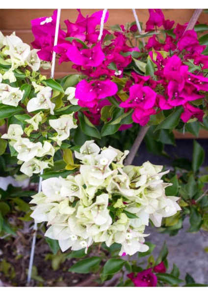 Videolu Çift Renkli Pembe Beyaz Begonvil (40 60 Cm)1 Adet Tüplü Iç/ Dış Mekan Bitki Bougainvillea