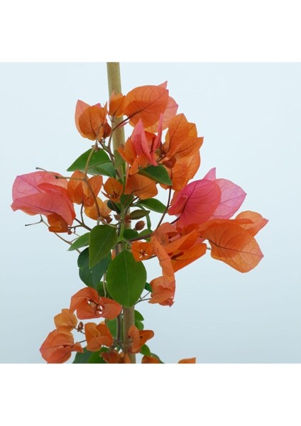 Videolu Turuncu Begonvil ( 90- 110 cm ) 1 Adet Saksılı Çiçekli Bahçe Teras Bitkisi Bougainvillea