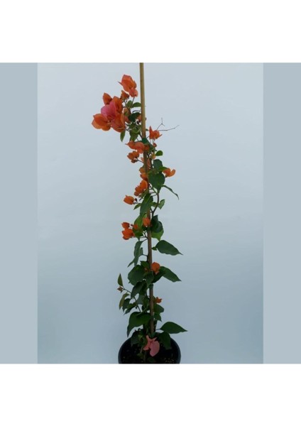 Videolu Turuncu Begonvil ( 90- 110 cm ) 1 Adet Saksılı Çiçekli Bahçe Teras Bitkisi Bougainvillea