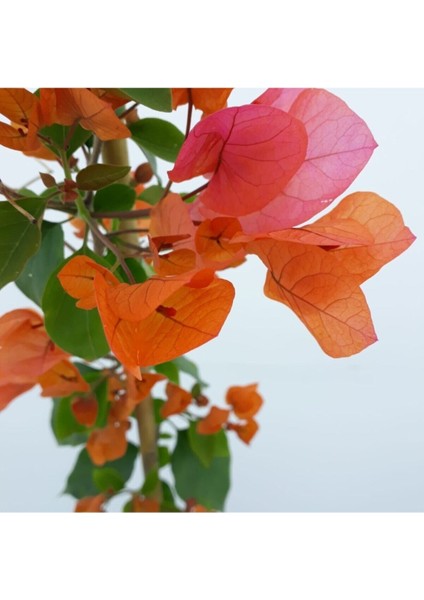Videolu Turuncu Begonvil ( 90- 110 cm ) 1 Adet Saksılı Çiçekli Bahçe Teras Bitkisi Bougainvillea
