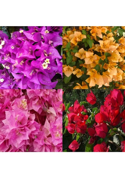 Videolu Begonvil 4 Farklı Renkte (20 50 Cm)4 Adet Saksılı Çiçekli Bitki Bougainvillea
