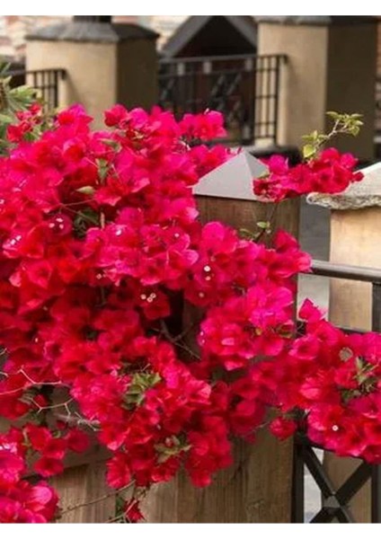 Videolu Begonvil 4 Farklı Renkte (20 50 Cm)4 Adet Saksılı Çiçekli Bitki Bougainvillea modelleri