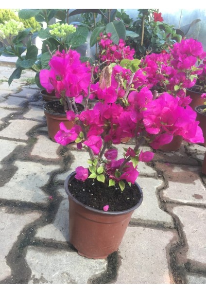 Begonvil Bitkisi Bougainvillea Bahçe Balkon Teras