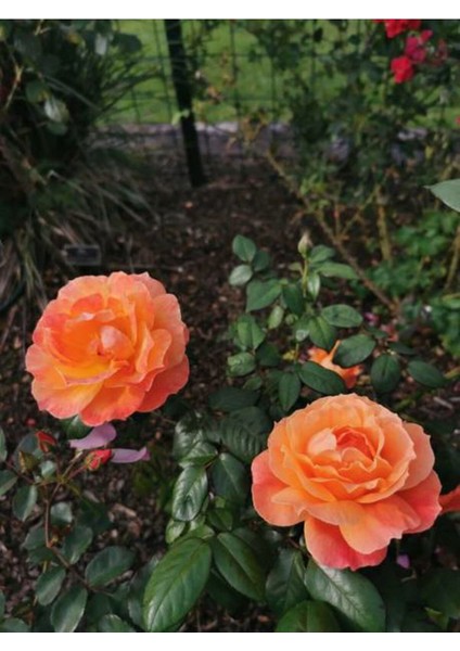 Videolu Yediveren Kavuniçi Renginde Gül Fidanı (30 50 Cm)2 Adet Saksılı Aşılı Gül Rose