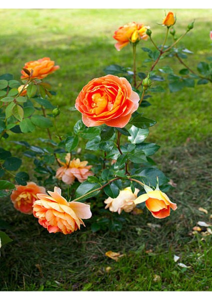 Videolu Yediveren Kavuniçi Renginde Gül Fidanı (30 50 Cm)2 Adet Saksılı Aşılı Gül Rose