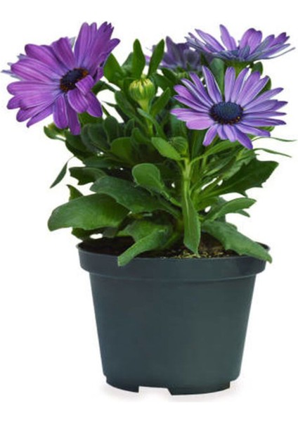 Videolu Bodrum Papatyası 4 Farklı Renkli (20 40 Cm)4 Adet Canlı Bitki Gazania