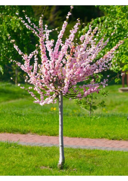 Videolu Pembe Leylak Çiçeği Fidanı (60 80 Cm)1 Adet Saksılı/tüplü Dış Mekan Bitkisi Syringa Vulgaris