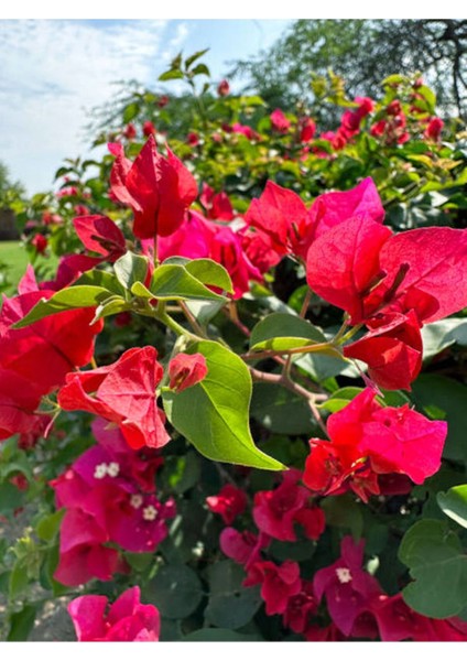 Videolu Göz Alıcı Begonvil (50 80 Cm)1 Adet Saksılı Çiçekli Iç/ Dış Mekan Bitkisi Bougainvillea