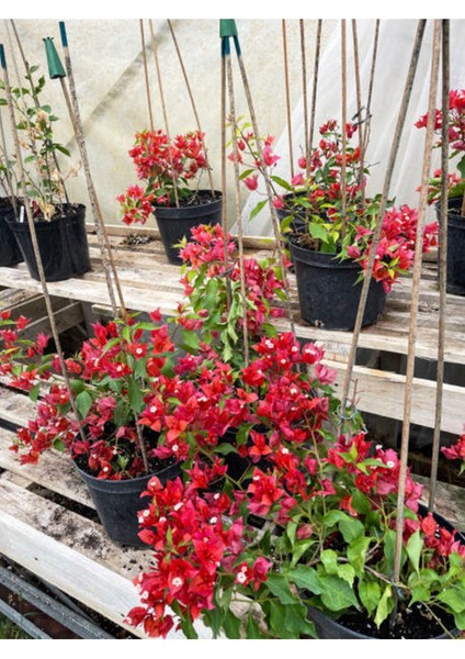 Videolu Göz Alıcı Begonvil (50 80 Cm)1 Adet Saksılı Çiçekli Iç/ Dış Mekan Bitkisi Bougainvillea