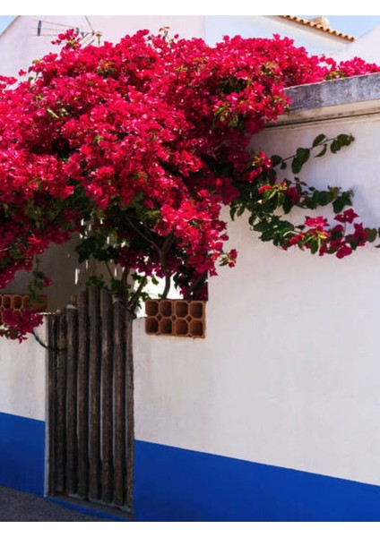 Videolu Kırmızı Çiçekli Begonvil (40 60 Cm)1 Adet Saksılı Çiçekli Bahçe Teras Bitkisi Bougainvillea indirimleri