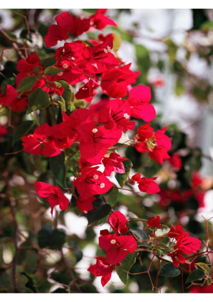Videolu Kırmızı Çiçekli Begonvil (40 60 Cm)1 Adet Saksılı Çiçekli Bahçe Teras Bitkisi Bougainvillea