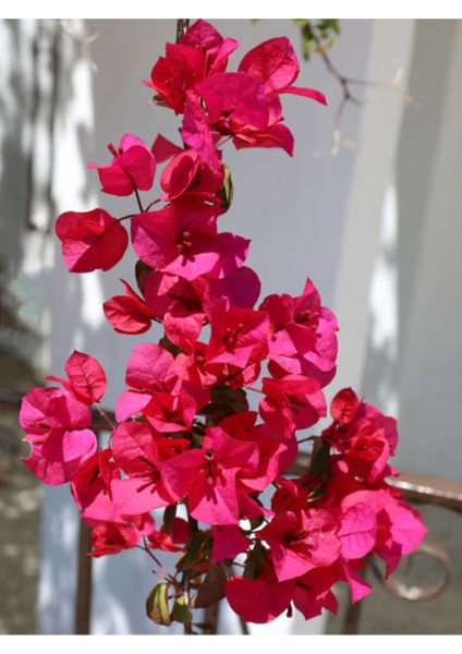 Videolu Kırmızı Çiçekli Begonvil (40 60 Cm)1 Adet Saksılı Çiçekli Bahçe Teras Bitkisi Bougainvillea modelleri