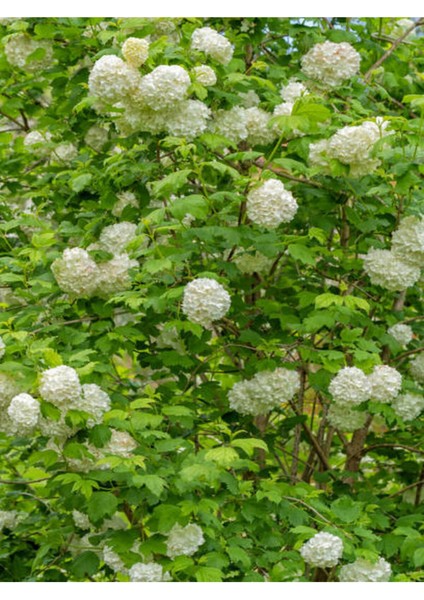 Videolu Kartopu Ağacı Fidanı (40-60 Cm)1 Adet Saksılı Dış Mekan Ağaç Viburnum Tinus Lucidum