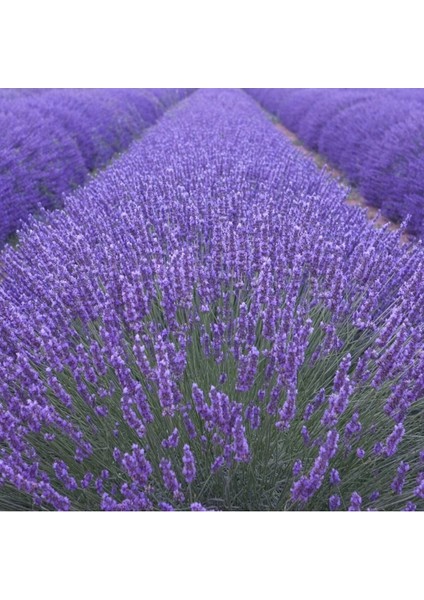 10 Adet Açık Köklü Angustifolia Lavanta Fidanı Fidesi