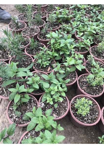 Saksılı Nane Fidanı Fidesi 5 Adet 10-20 cm