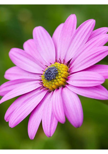 Videolu 1 Adet Pembe Bodrum Papatyası Çiçeği 20-40CM Tüplü Çiçekli Bodur Bitkiler Bodrum Daisy
